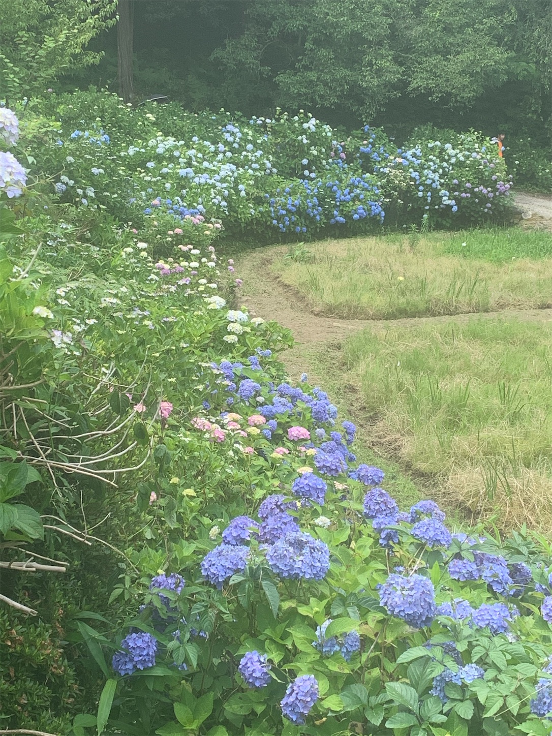 f:id:komutoriku:20200626094210j:image f:id:komutoriku:20200626094210j:image