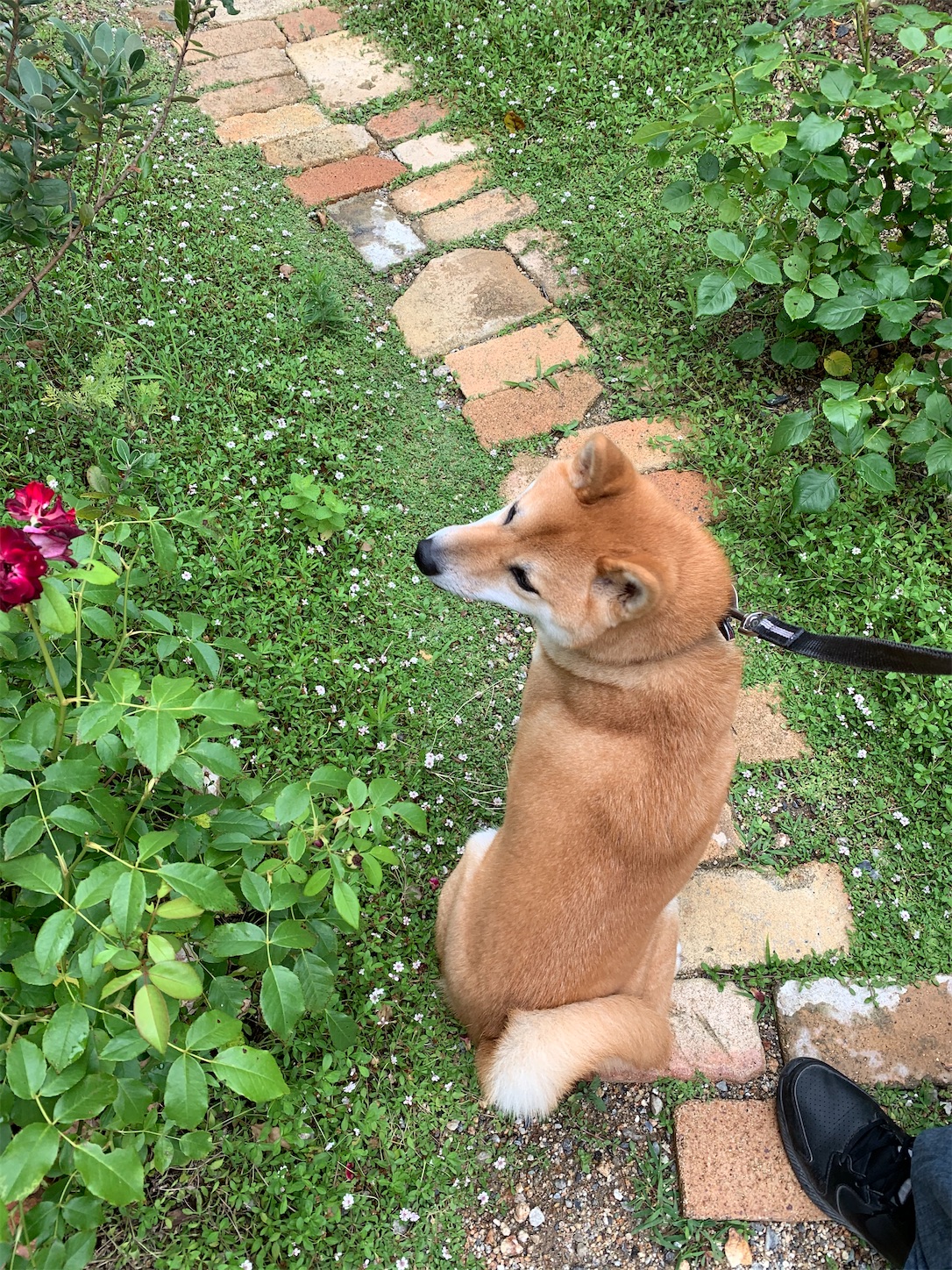 f:id:komutoriku:20200629081806j:image f:id:komutoriku:20200629081806j:image