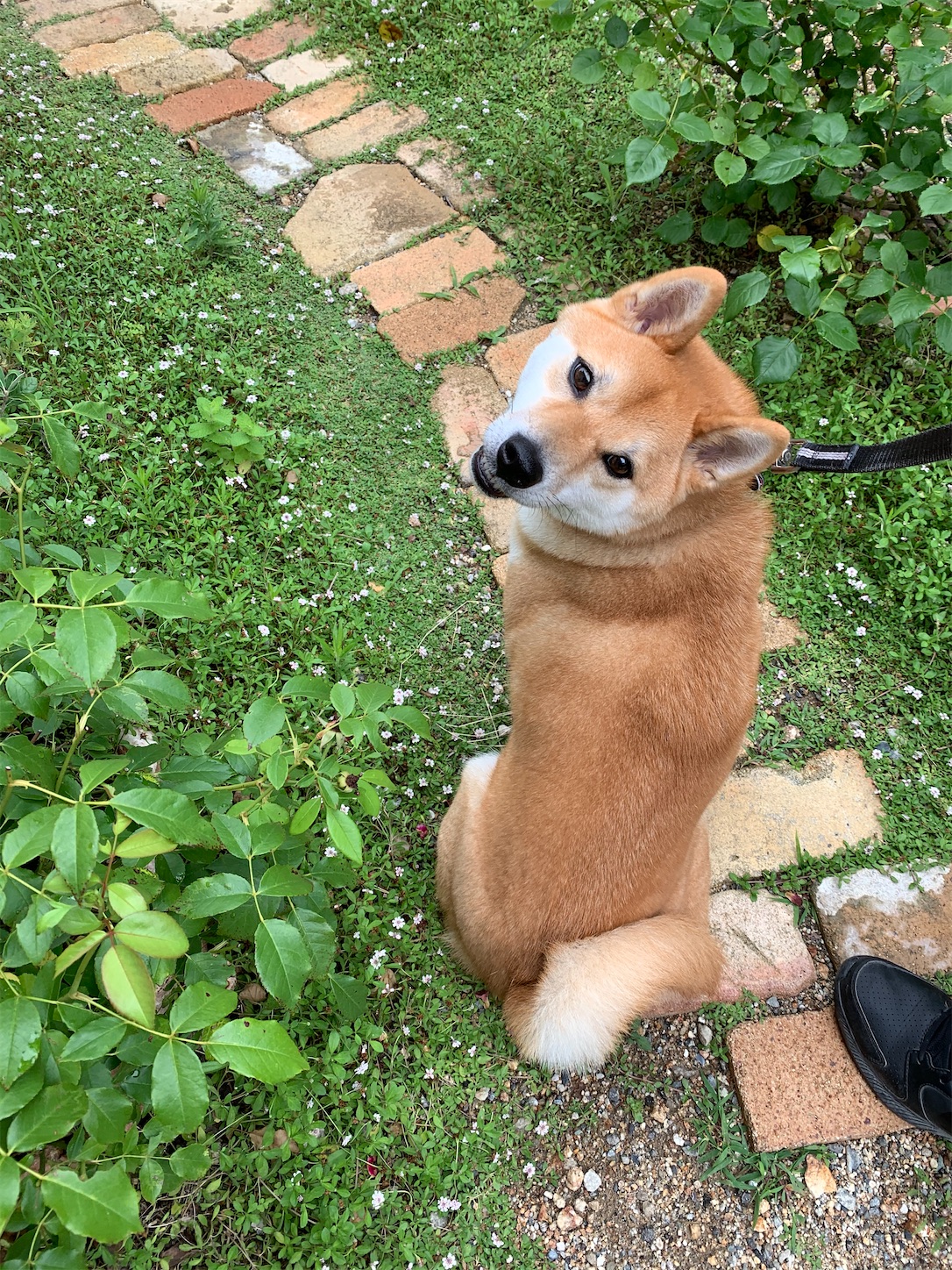 f:id:komutoriku:20200629081816j:image f:id:komutoriku:20200629081816j:image