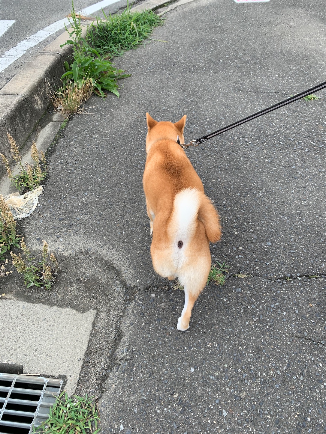 f:id:komutoriku:20200629081918j:image f:id:komutoriku:20200629081918j:image