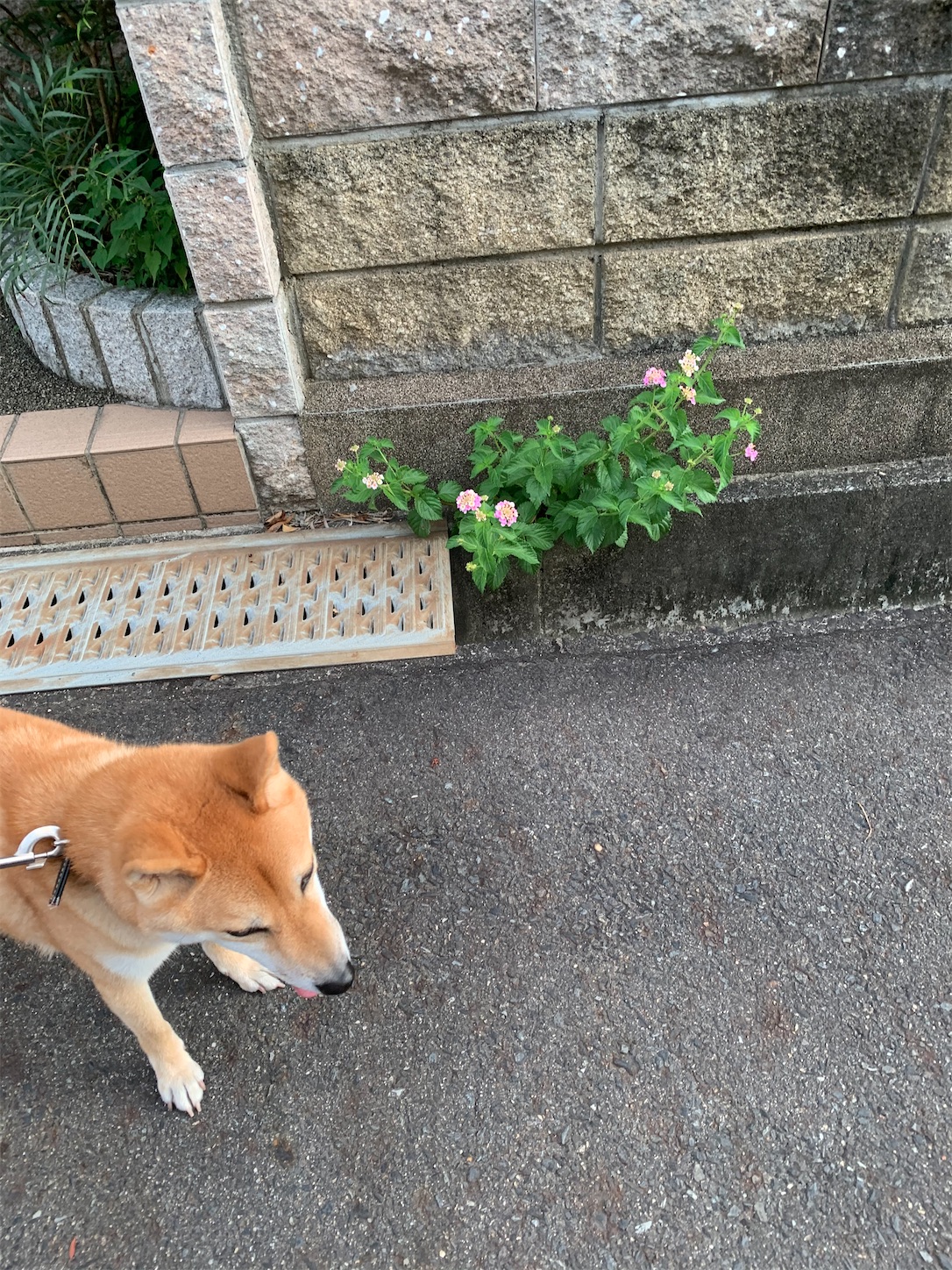 f:id:komutoriku:20200903110644j:image