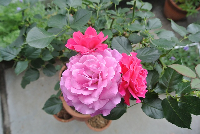 f:id:komutsuma:20160602060322j:plain f:id:komutsuma:20160602060322j:plain