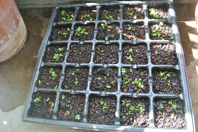 f:id:komutsuma:20170422155615j:plain