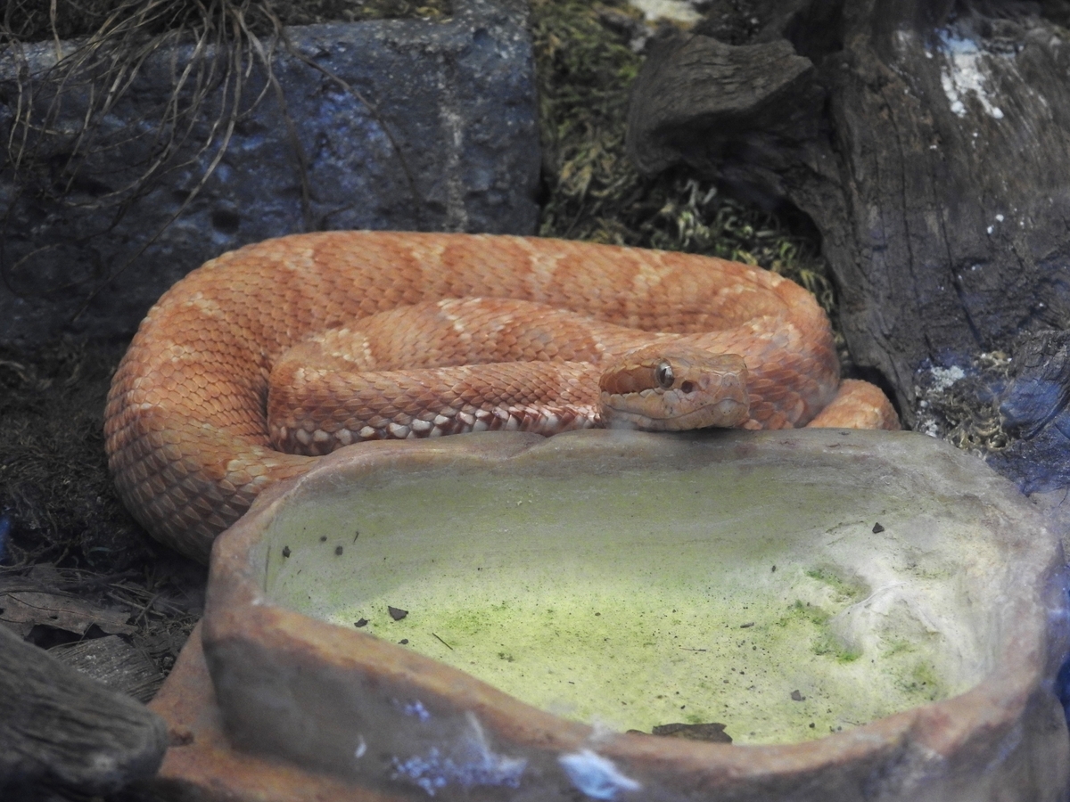 ジャパンスネークセンター - コミュ障カラスの生き物ブログ