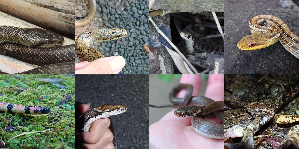 ヘビ関東ページ ジャパンスネークセンター - コミュ障カラスの生き物ブログ