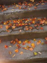 f:id:kon-kon:20041119003650:image f:id:kon-kon:20041119003650:image