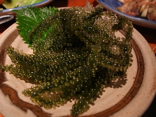 f:id:kon-kon:20100421221102j:image