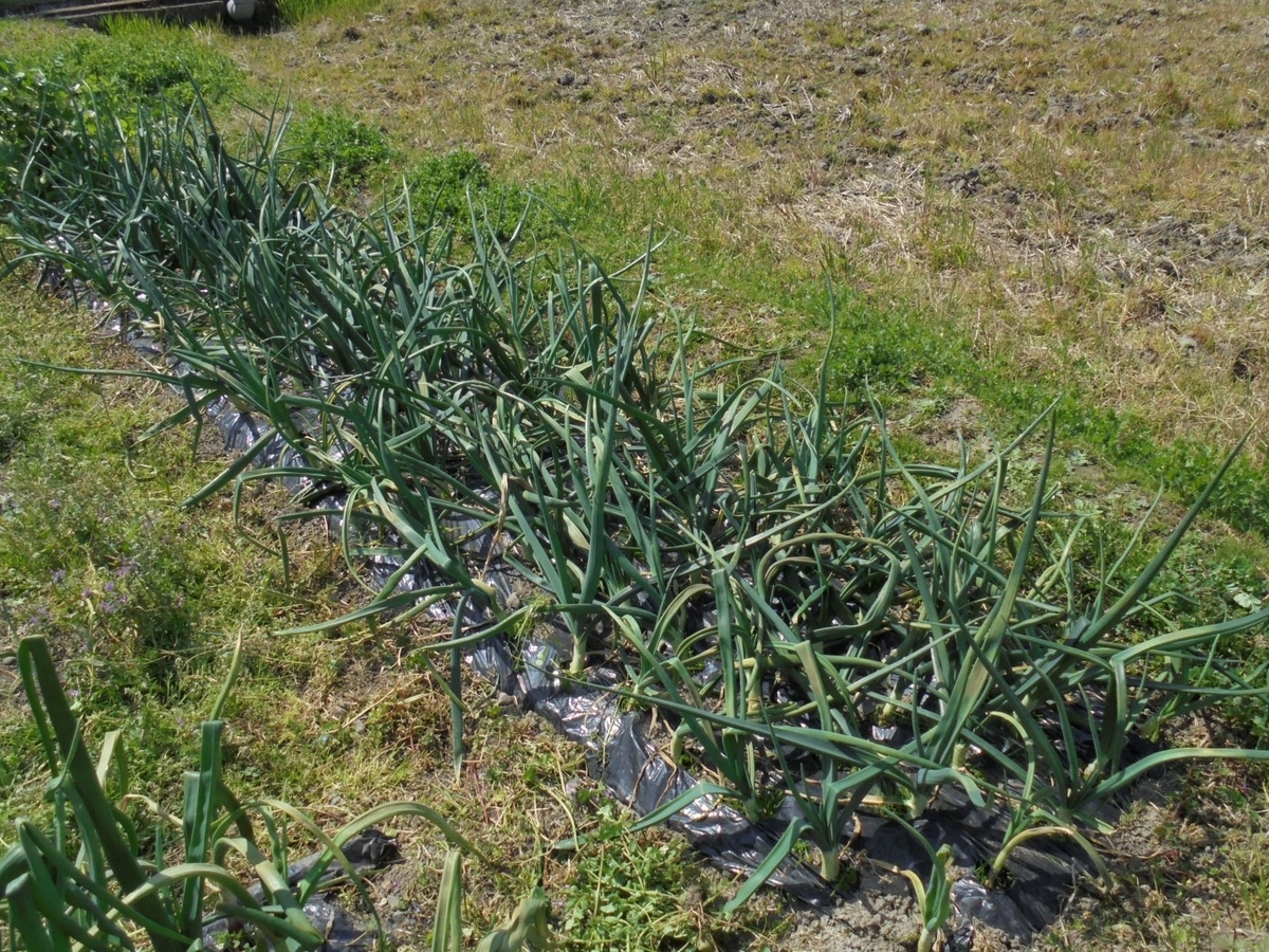 玉ねぎの手入れ 2回目の雑草抜き 工作工房製作奮闘記 玉ねぎの手入れ 2回目の雑草抜き 工作工房製作奮闘記