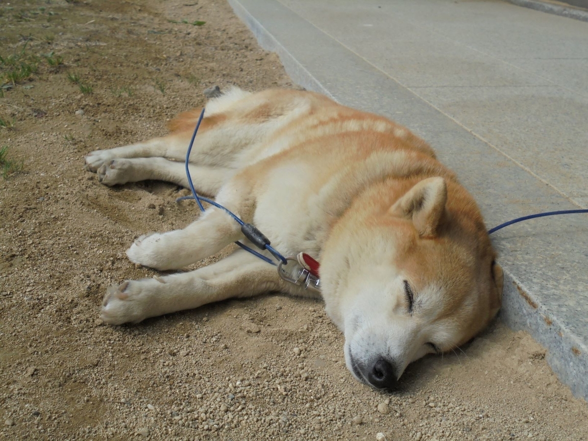 番犬のはずが寝てばかり じゅりちゃん 工作工房製作奮闘記 番犬のはずが寝てばかり じゅりちゃん 工作工房製作奮闘記