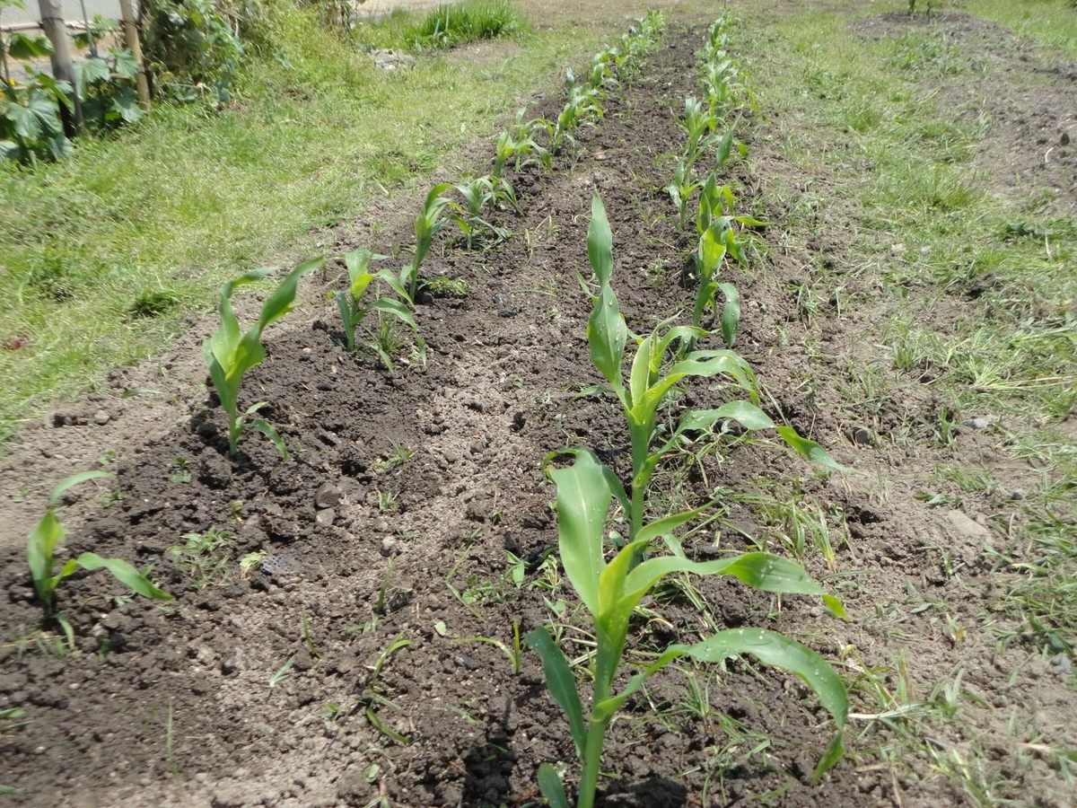 トウモロコシの間引き 追肥 工作工房製作奮闘記