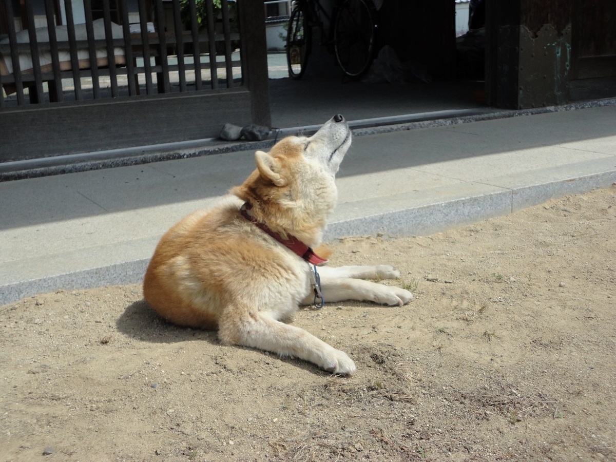 f:id:kon3815:20210505002732j:plain