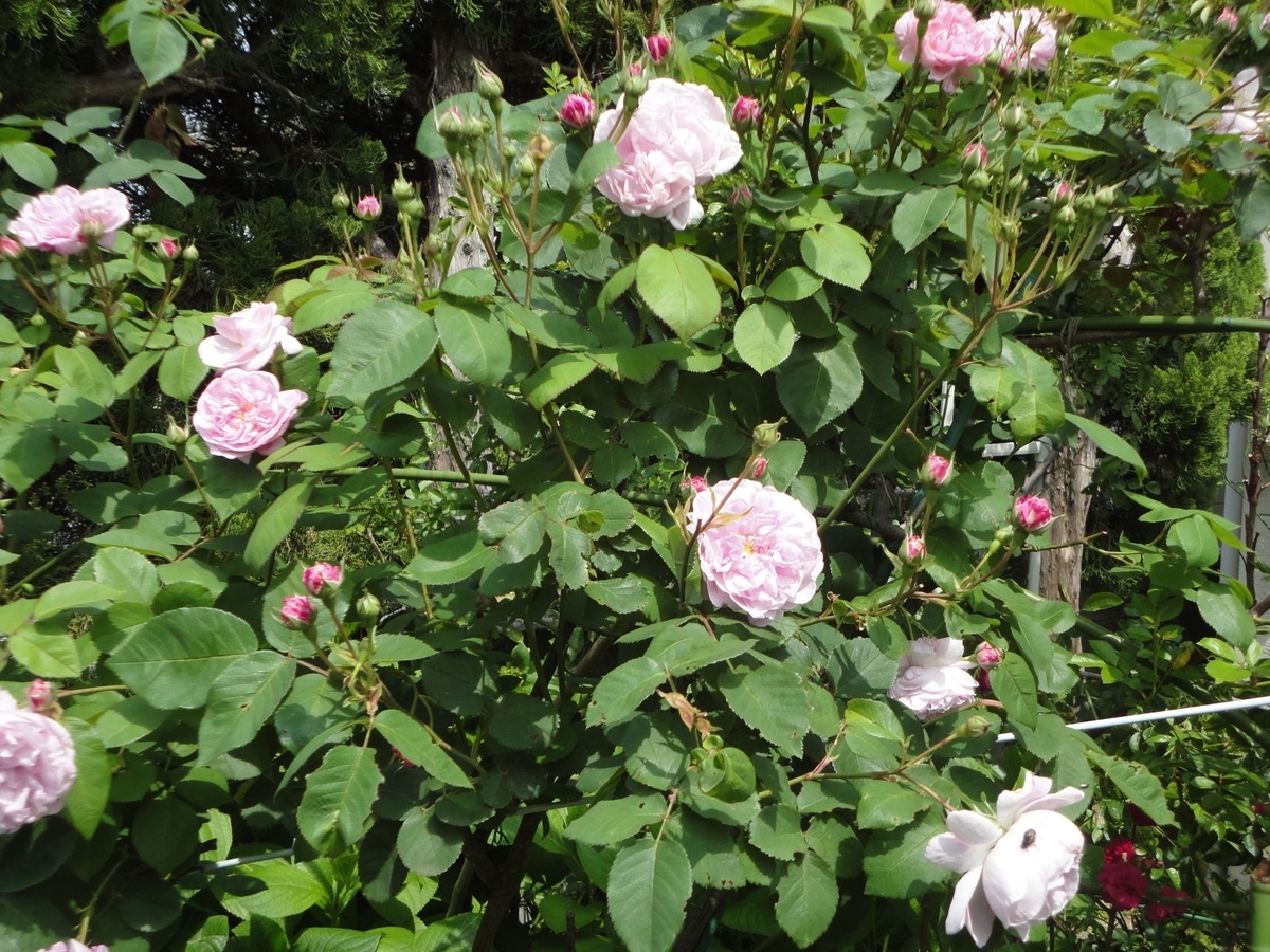 f:id:kon3815:20210512001421j:plain