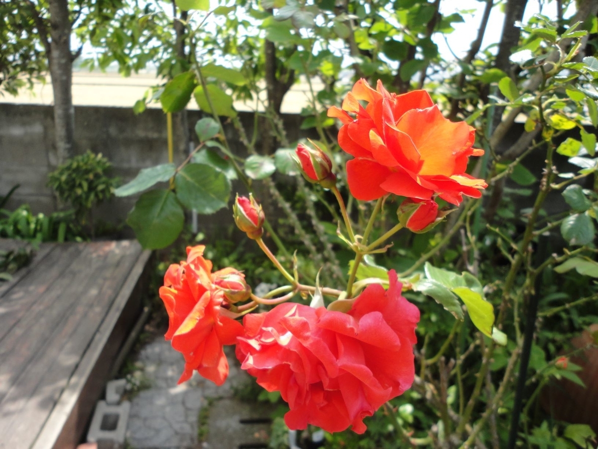 f:id:kon3815:20210512001705j:plain