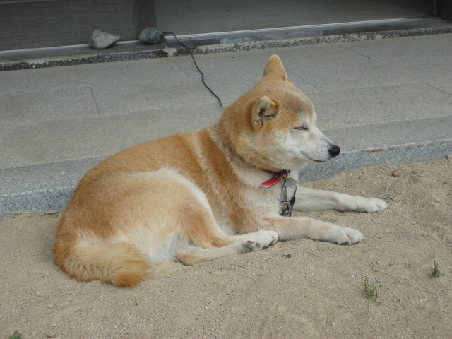 f:id:kon3815:20210523004754j:plain