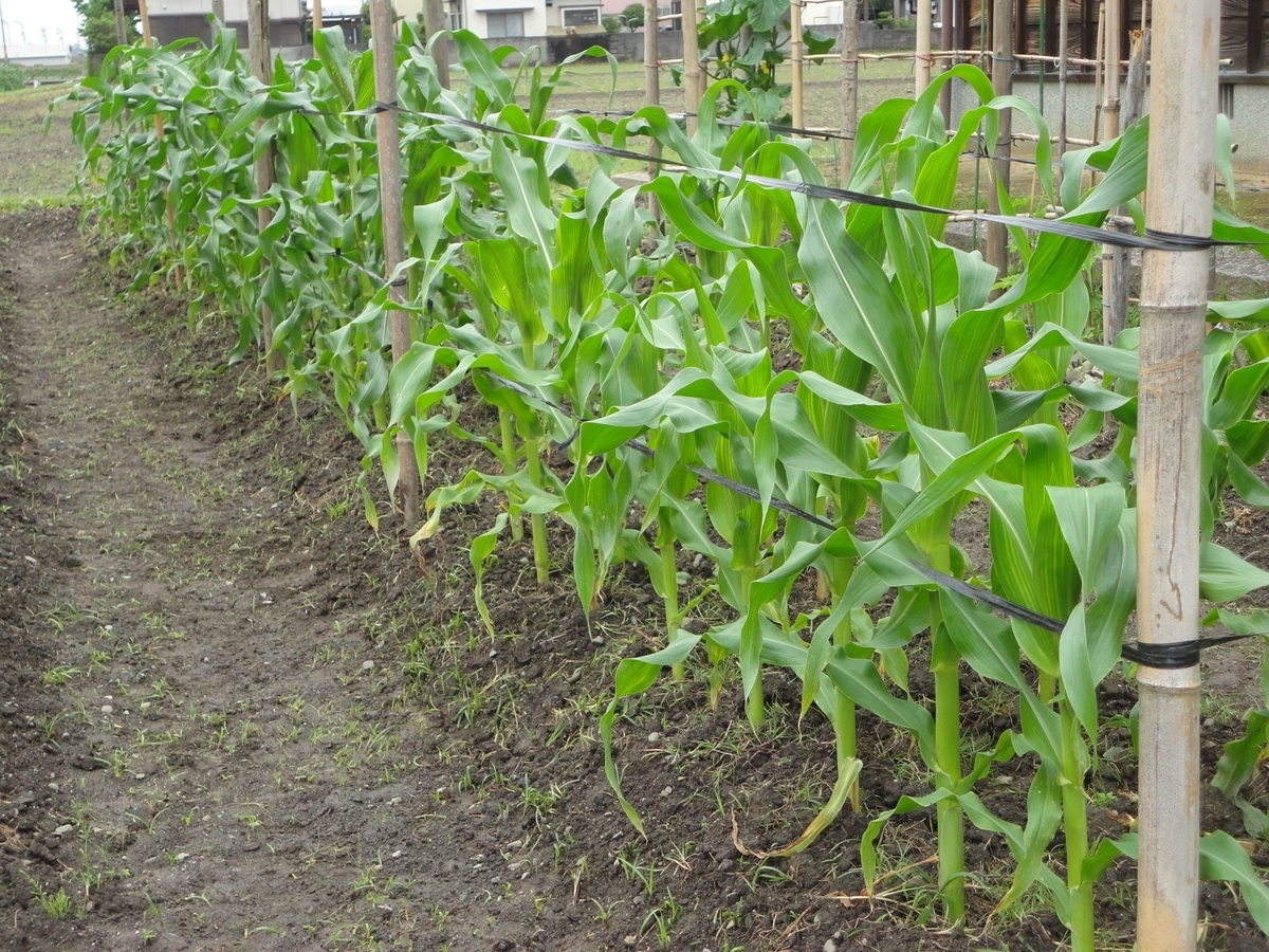 トウモロコシの支えと、カラス対策 - 工作工房製作奮闘記, image size:1200x900
