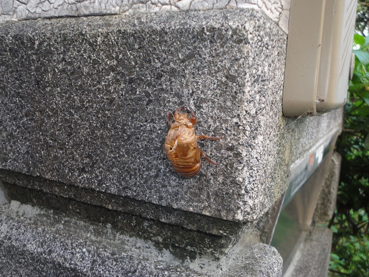 f:id:kon3815:20210727003601j:plain
