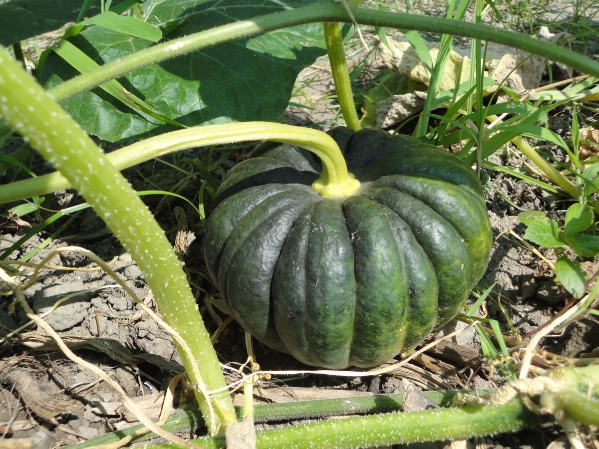 f:id:kon3815:20210802000308j:plain