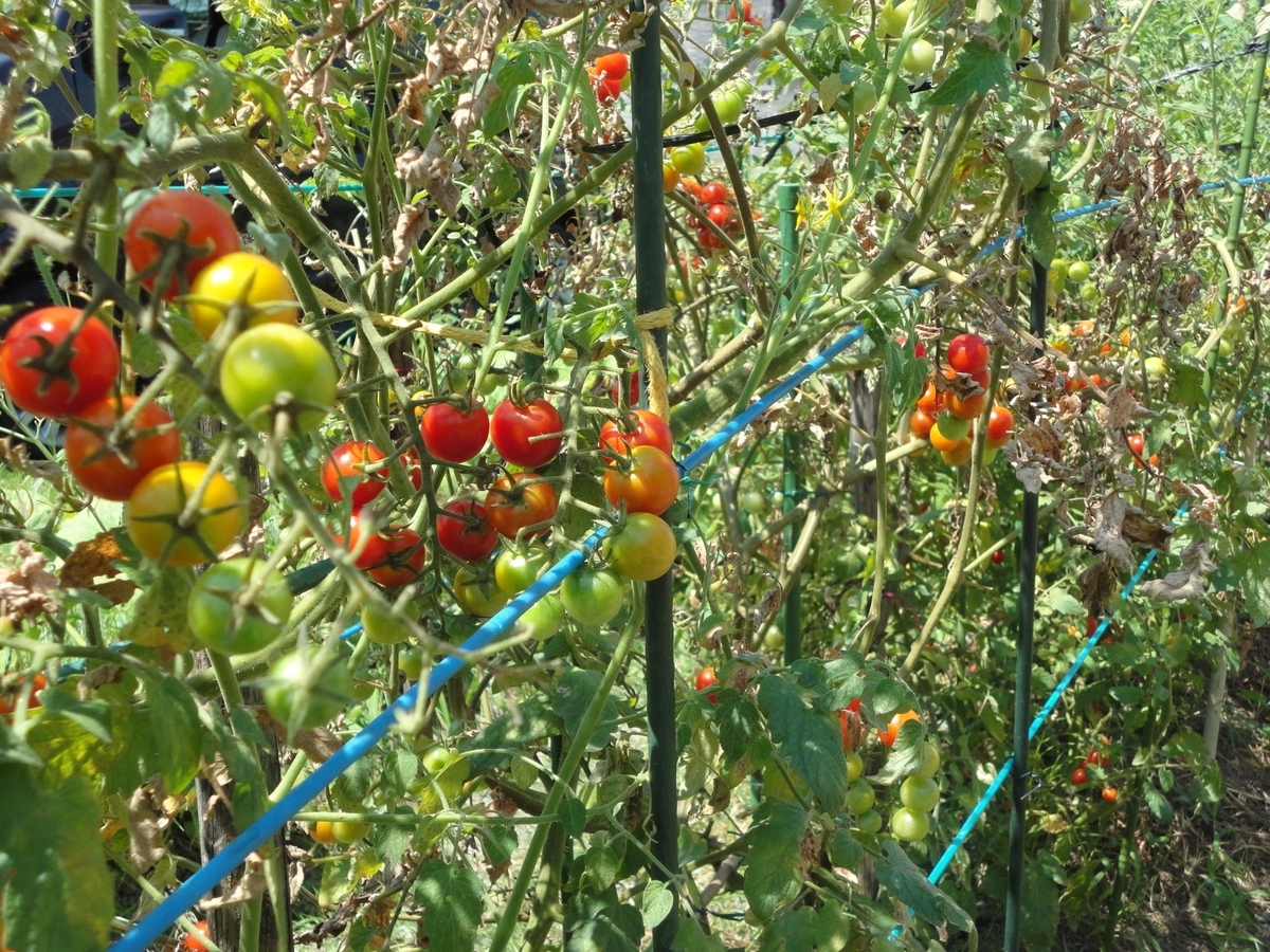 f:id:kon3815:20210802000351j:plain