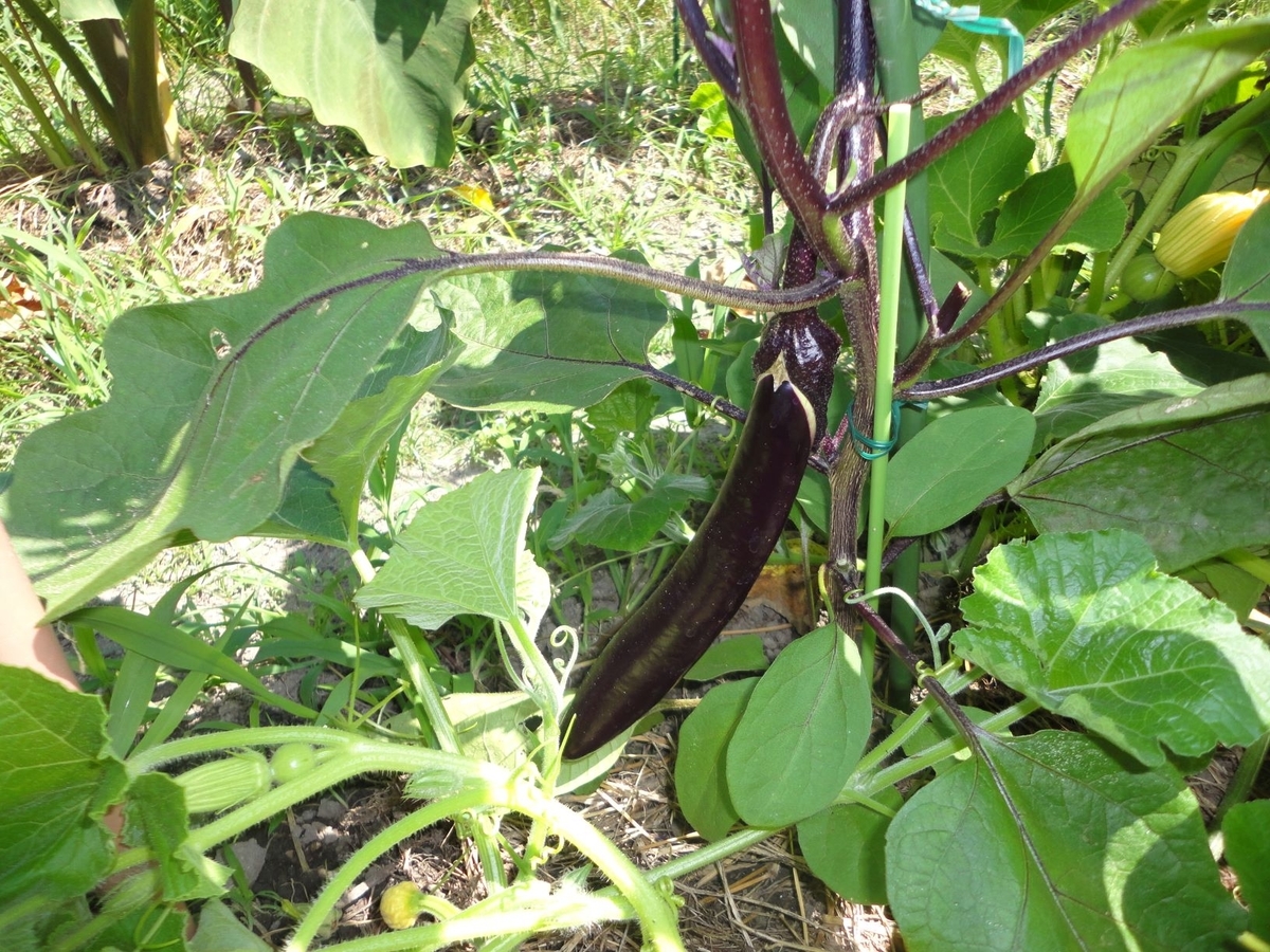 f:id:kon3815:20210802000552j:plain