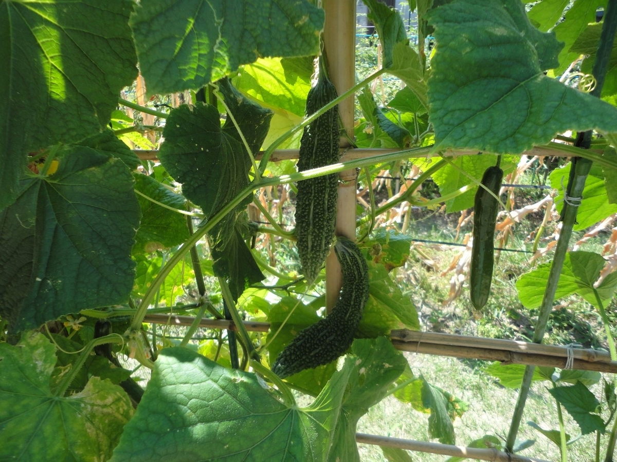 f:id:kon3815:20210802000717j:plain