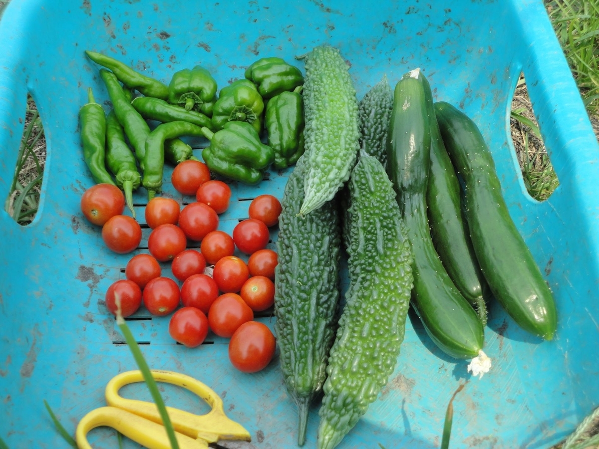 f:id:kon3815:20210802000856j:plain