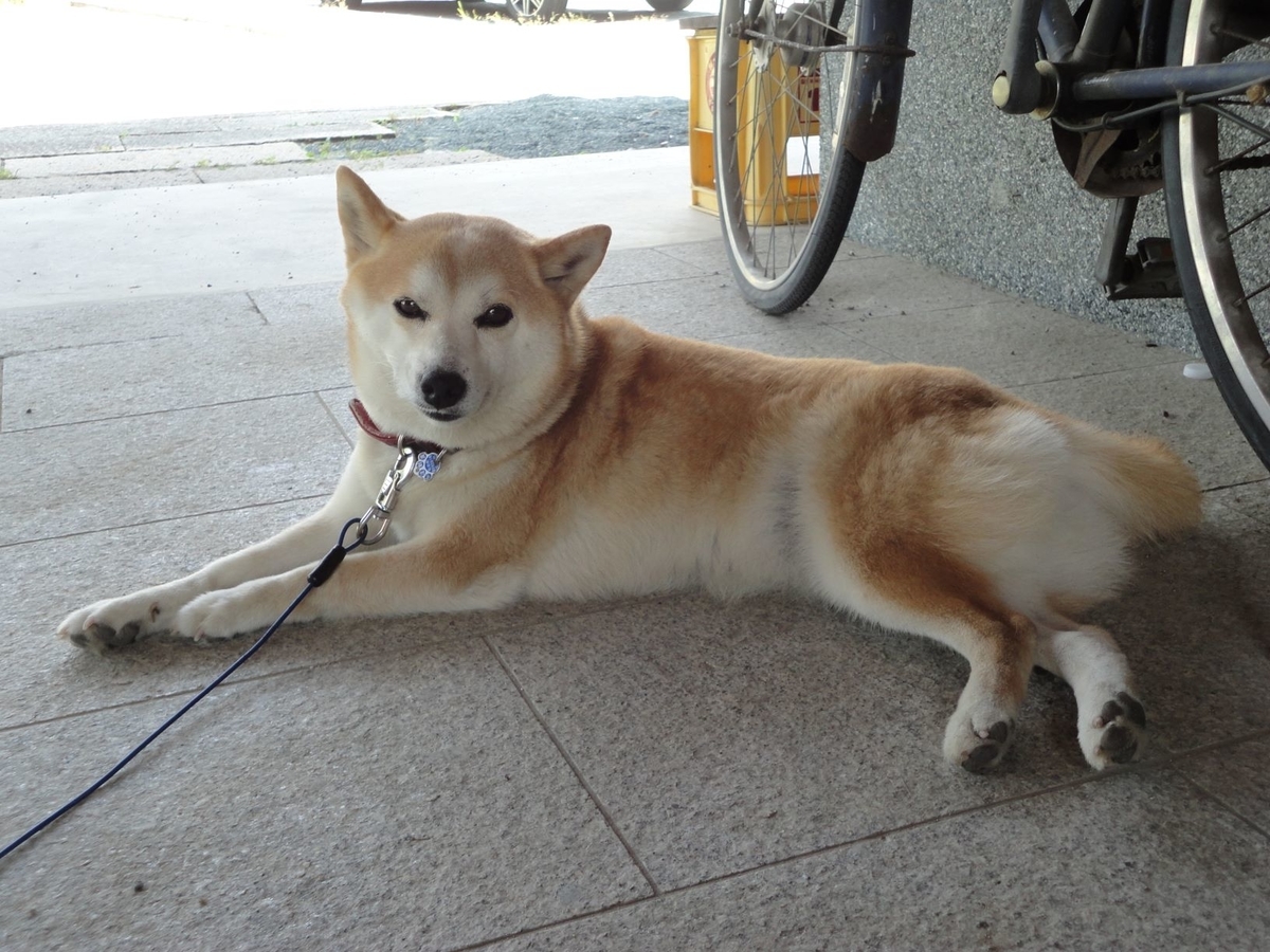 f:id:kon3815:20210802001421j:plain