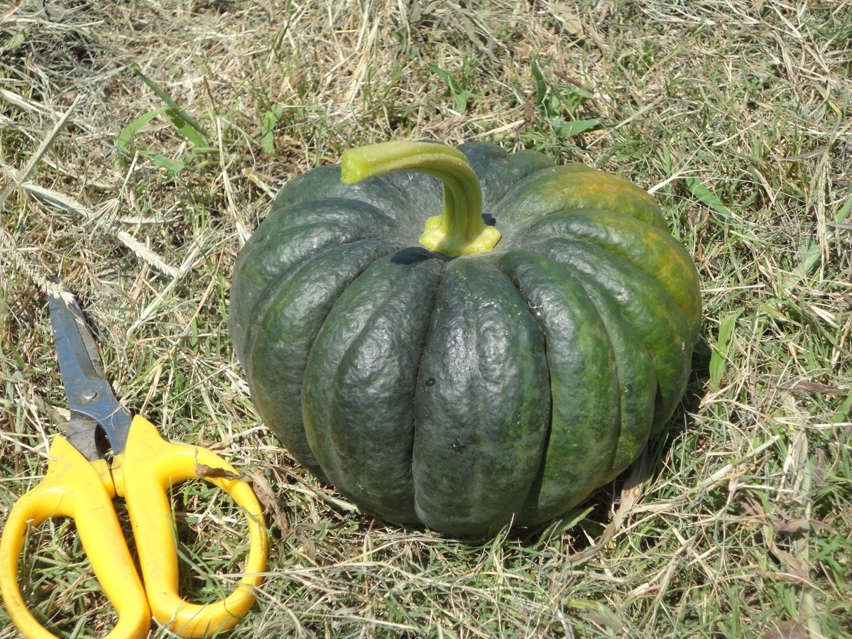 f:id:kon3815:20210804002209j:plain