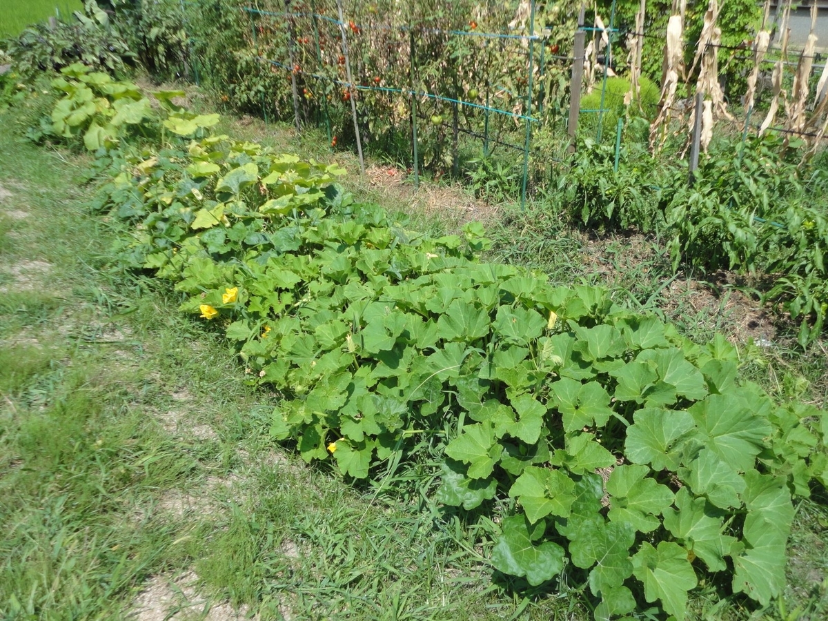 f:id:kon3815:20210804002304j:plain