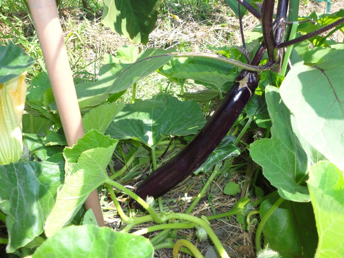 f:id:kon3815:20210804002741j:plain