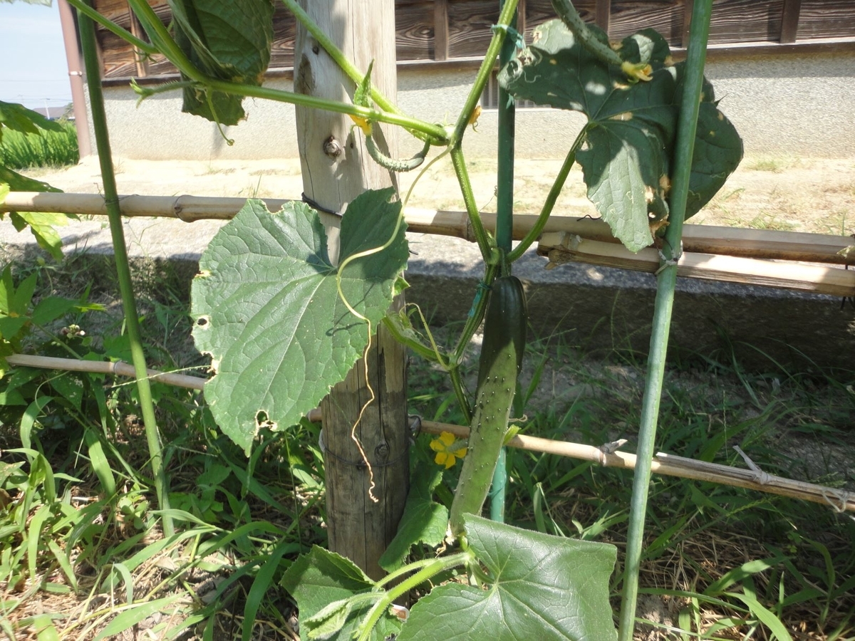 f:id:kon3815:20210804002856j:plain