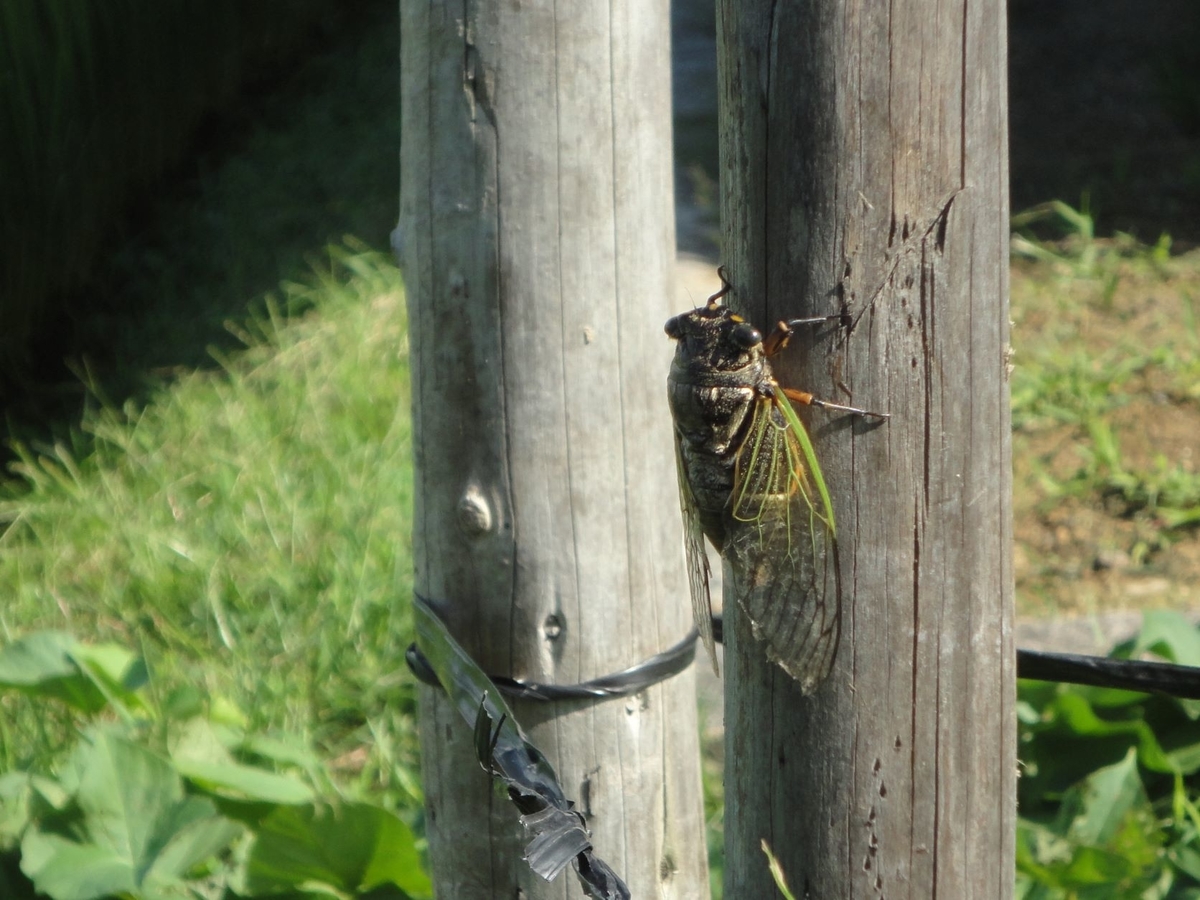 f:id:kon3815:20210811002426j:plain