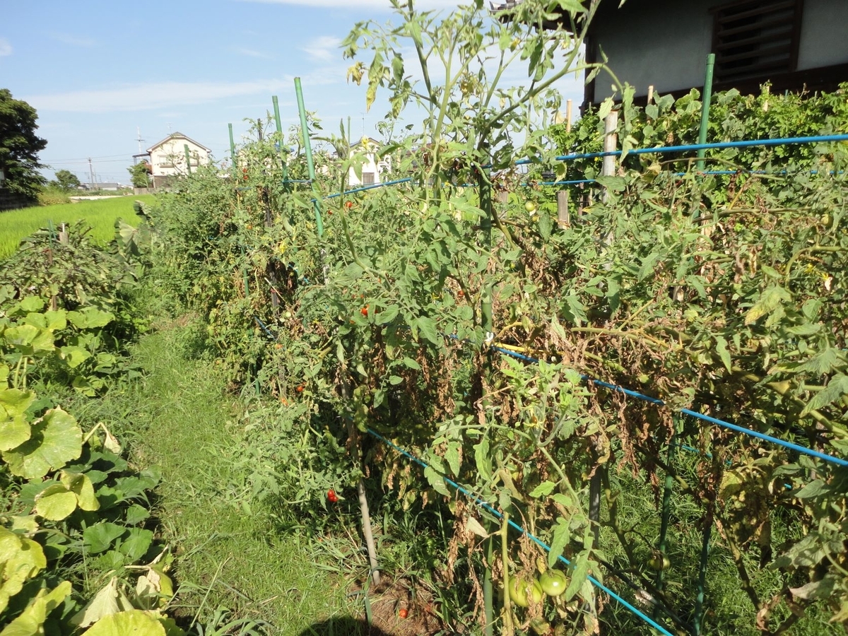 f:id:kon3815:20210811003034j:plain