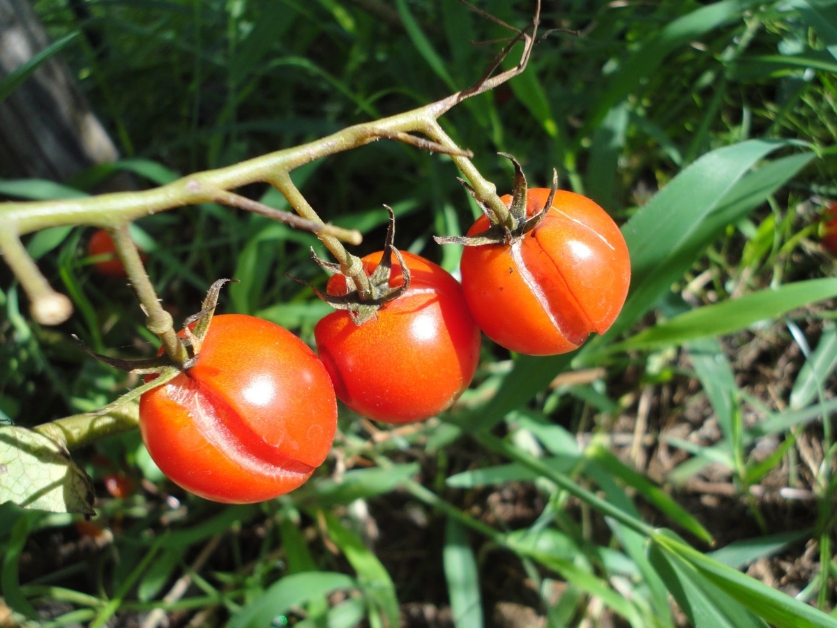 f:id:kon3815:20210811003356j:plain