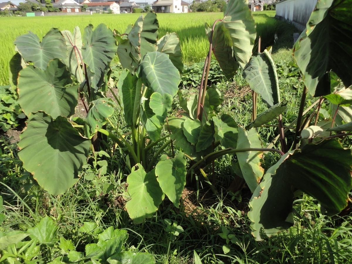 f:id:kon3815:20210811003515j:plain