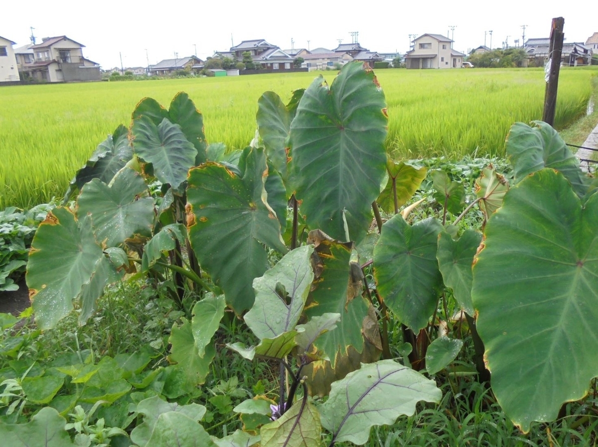 f:id:kon3815:20210814002042j:plain