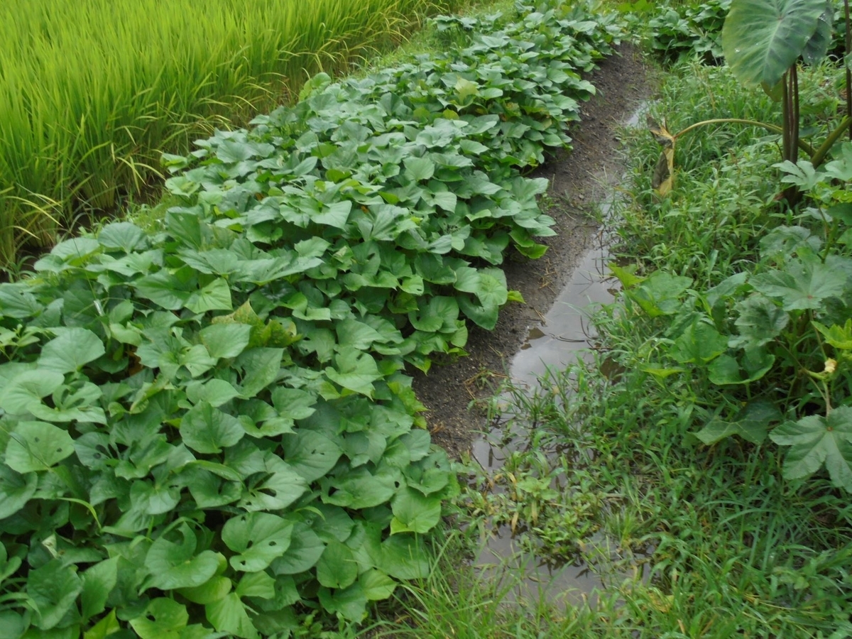 f:id:kon3815:20210814002213j:plain