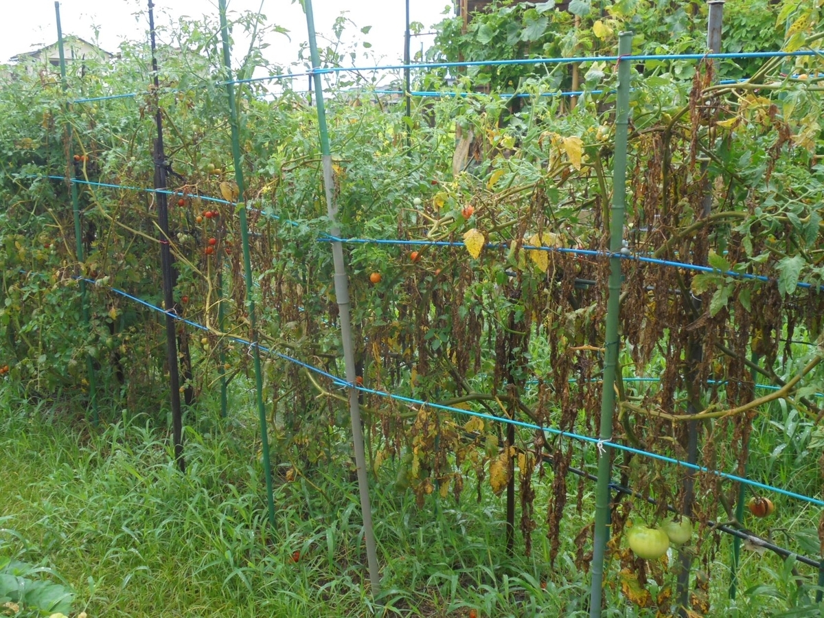 f:id:kon3815:20210814002421j:plain