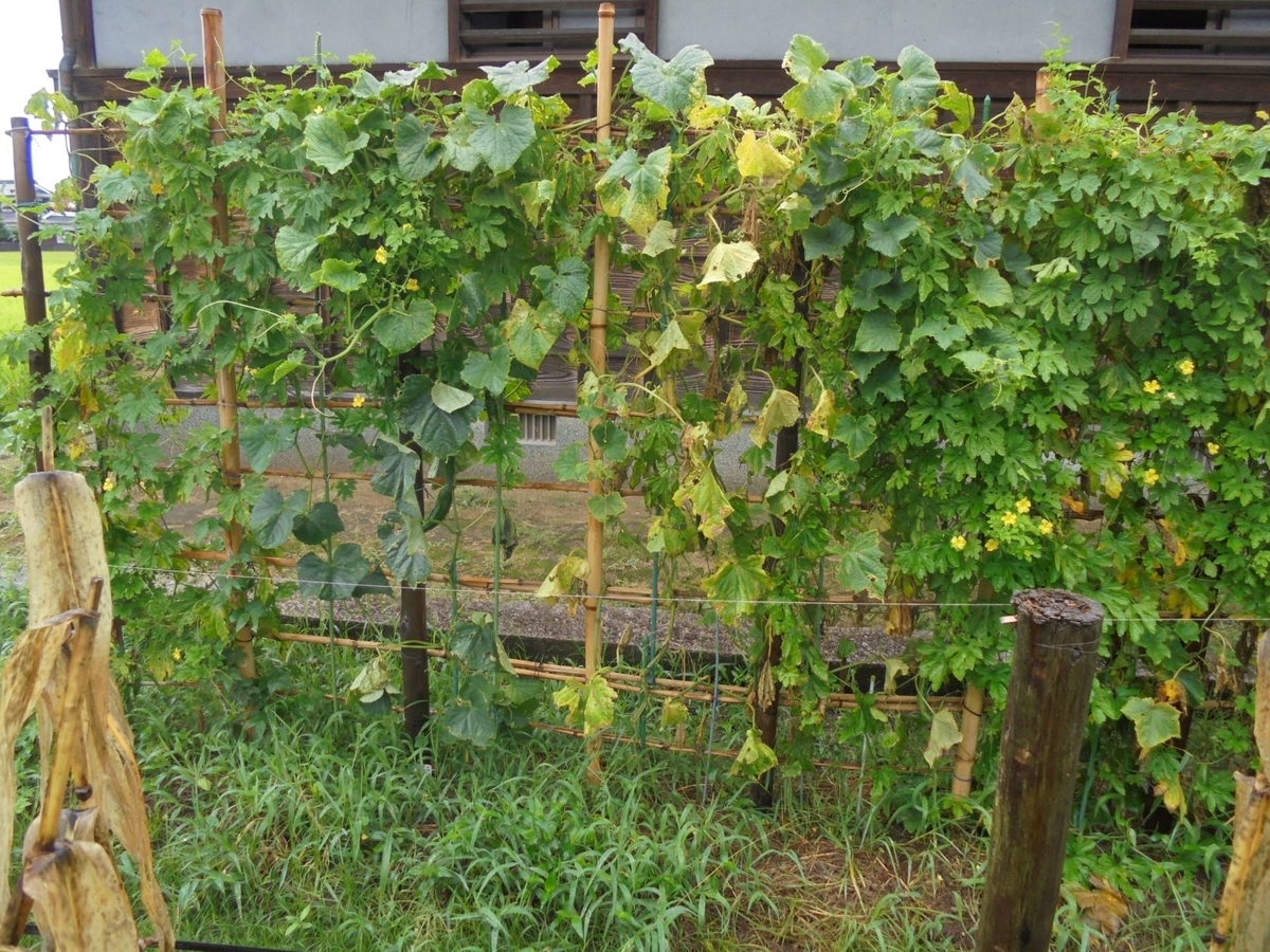 f:id:kon3815:20210814002554j:plain