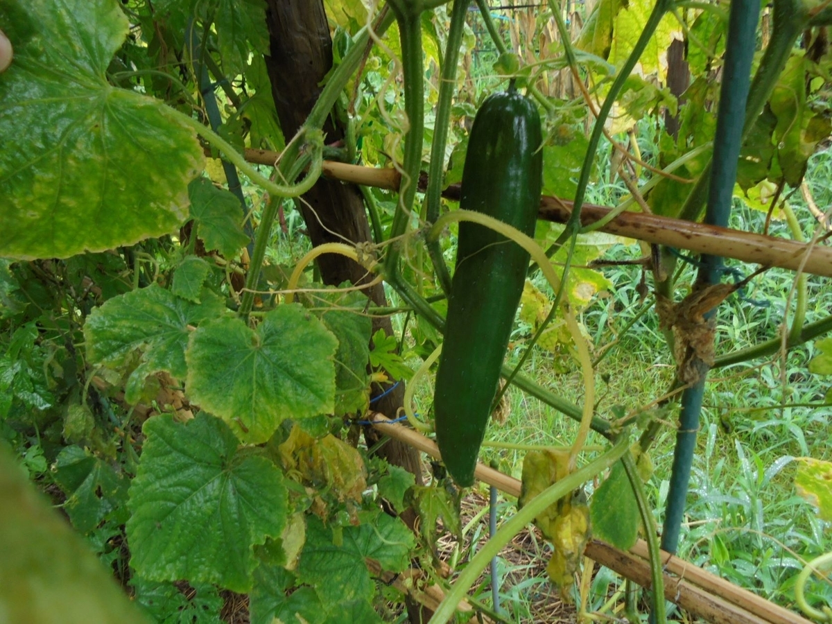 f:id:kon3815:20210814002854j:plain