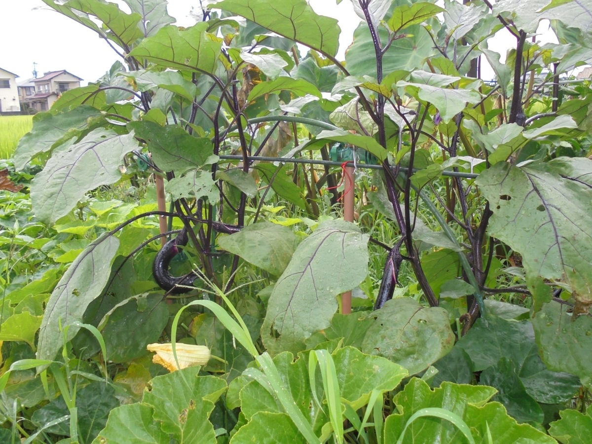 f:id:kon3815:20210814003032j:plain