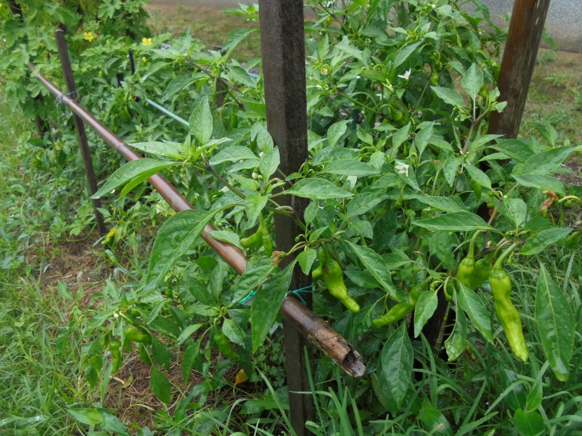 f:id:kon3815:20210814003122j:plain