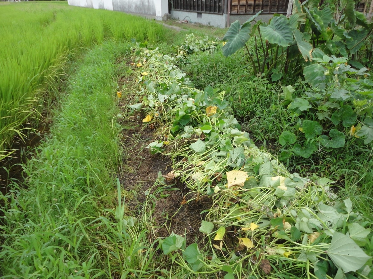 f:id:kon3815:20210818001703j:plain