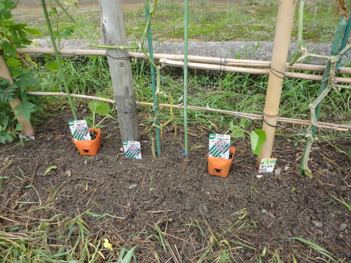 f:id:kon3815:20210820001434j:plain