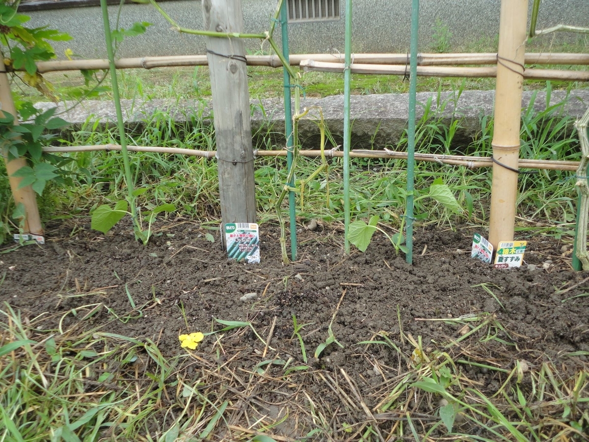 f:id:kon3815:20210820001551j:plain