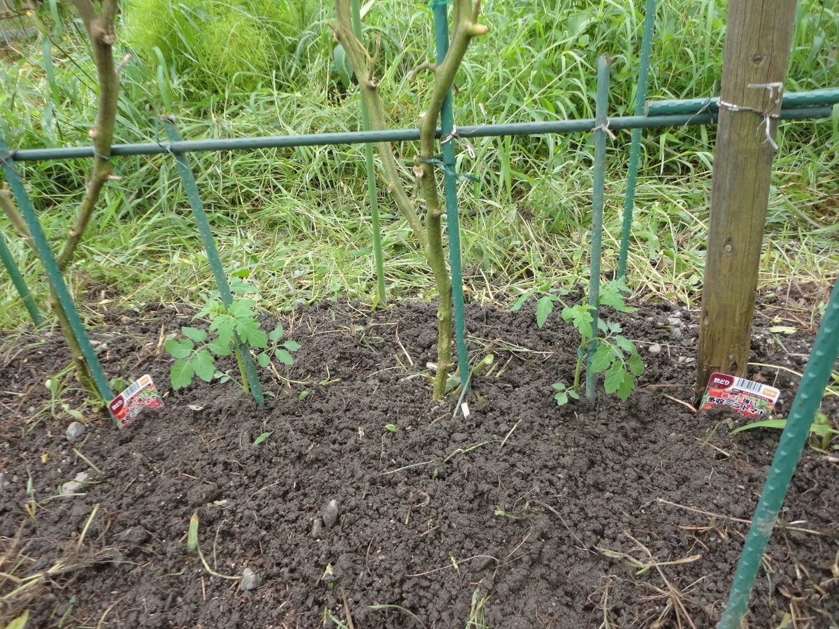 f:id:kon3815:20210820002115j:plain