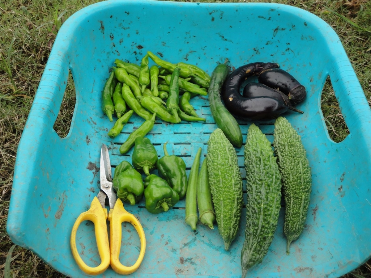 f:id:kon3815:20210820002409j:plain