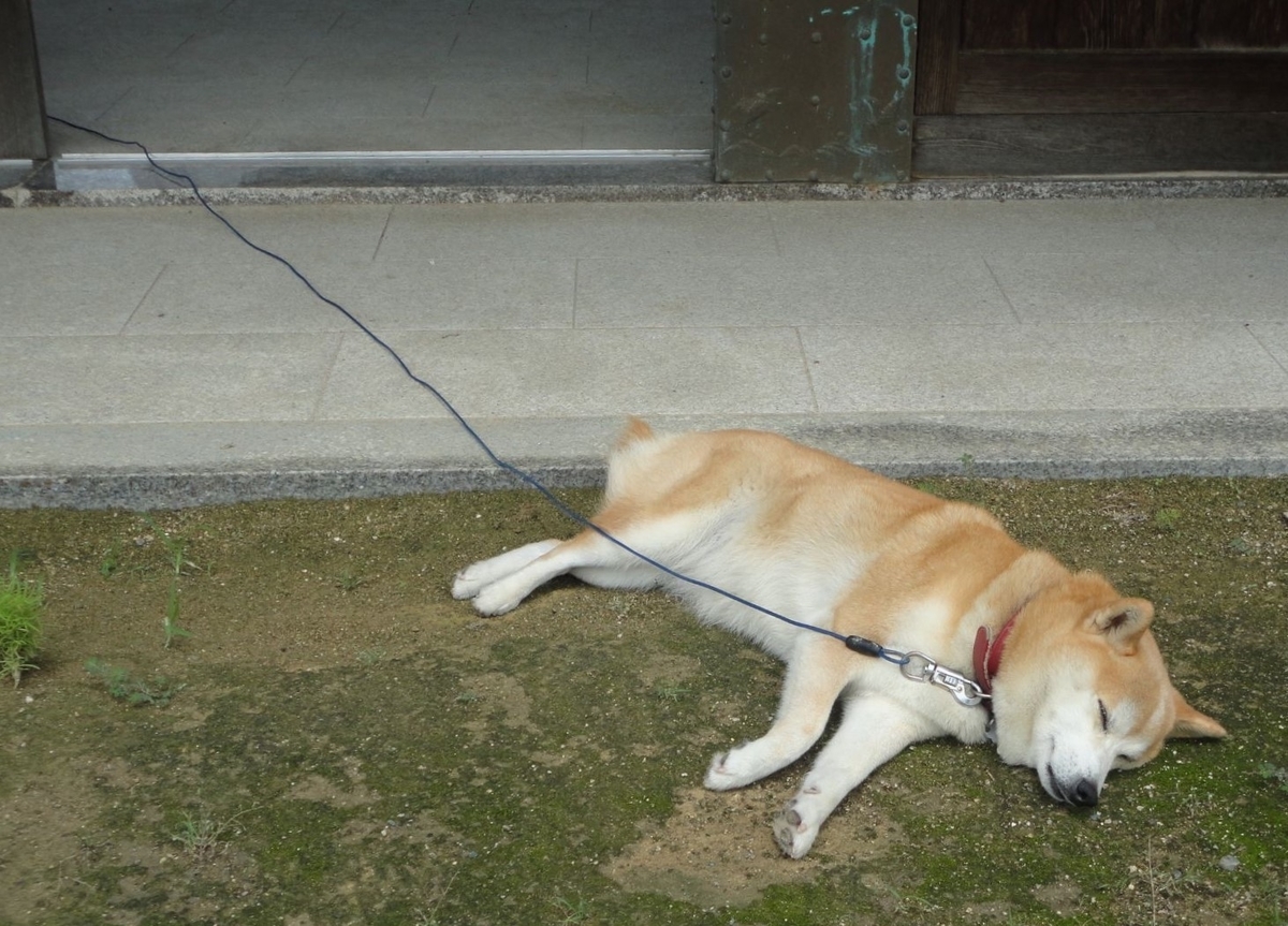 f:id:kon3815:20210820002518j:plain