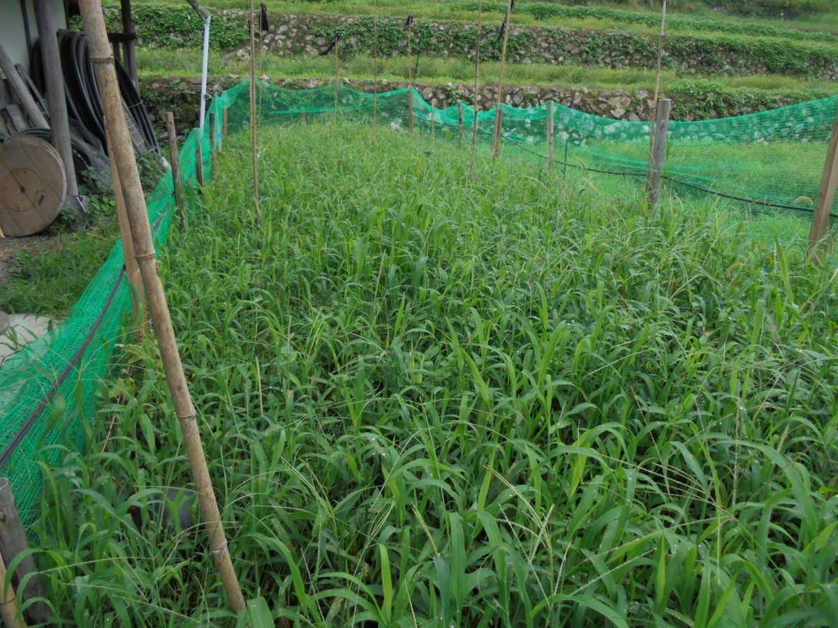 f:id:kon3815:20210822001721j:plain