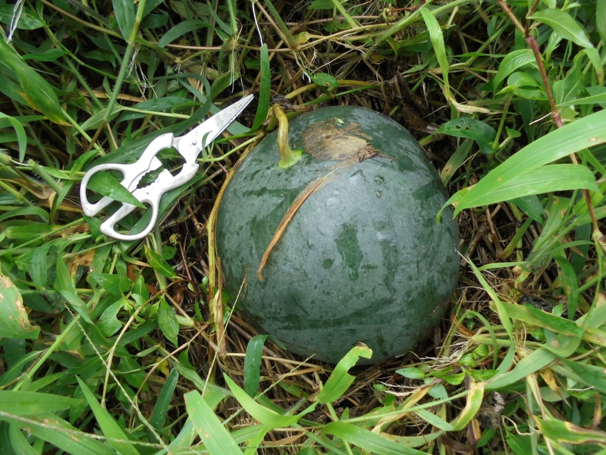 f:id:kon3815:20210822001836j:plain