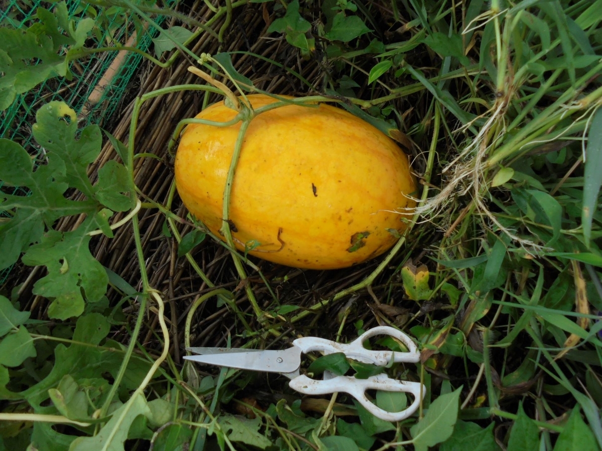 f:id:kon3815:20210822001949j:plain